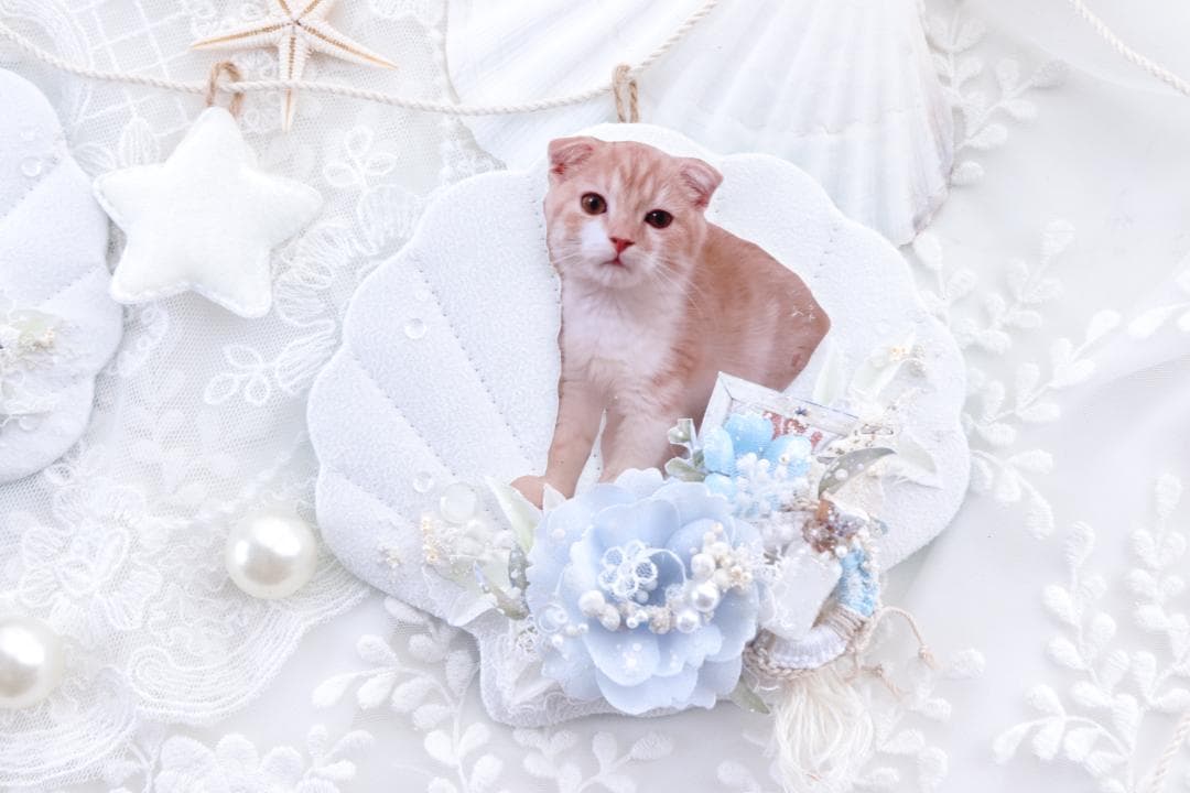 シェルガーランド♡