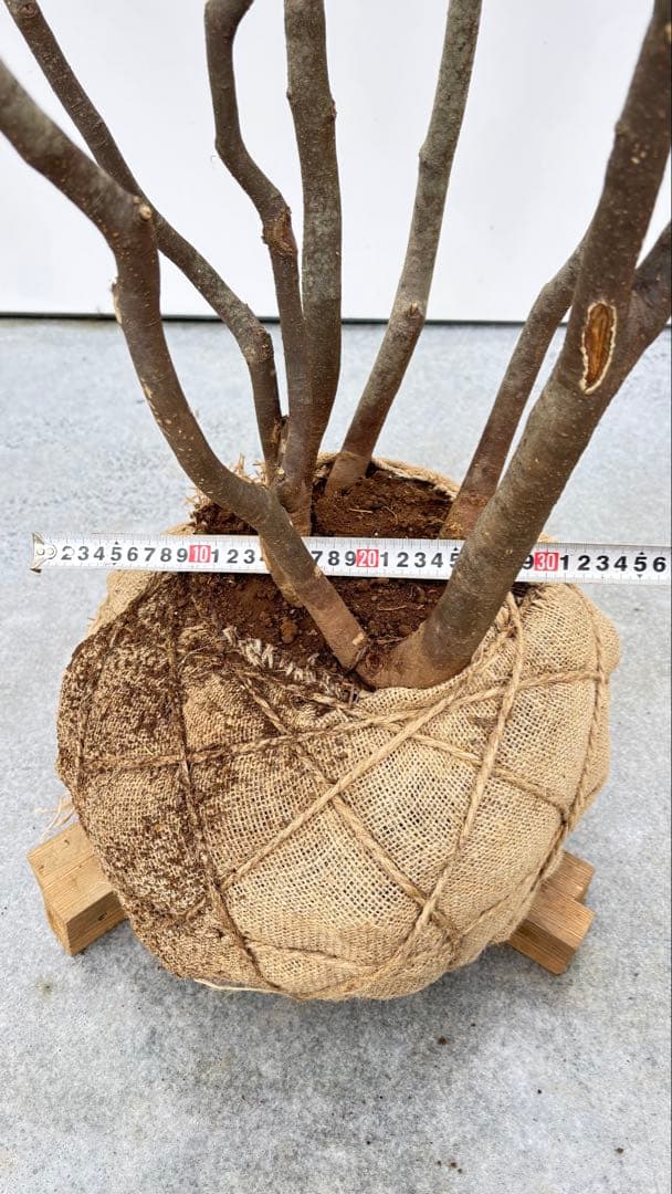 美しい樹形が魅力的 山採り ハイノキ 株立 694 樹高2.1m位 高級樹