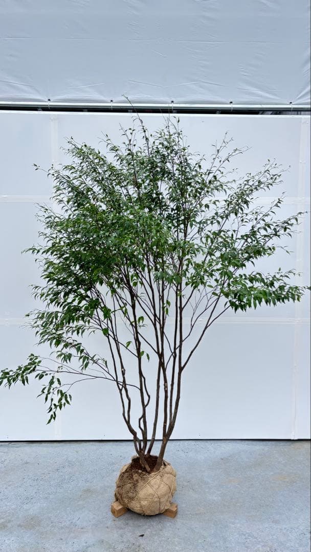 美しい樹形が魅力的 山採り ハイノキ 株立 694 樹高2.1m位 高級樹