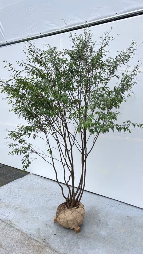 美しい樹形が魅力的 山採り ハイノキ 株立 694 樹高2.1m位 高級樹