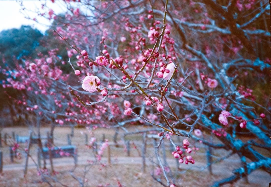 富士フイルム　CARDIA mini TIARA 取説付き