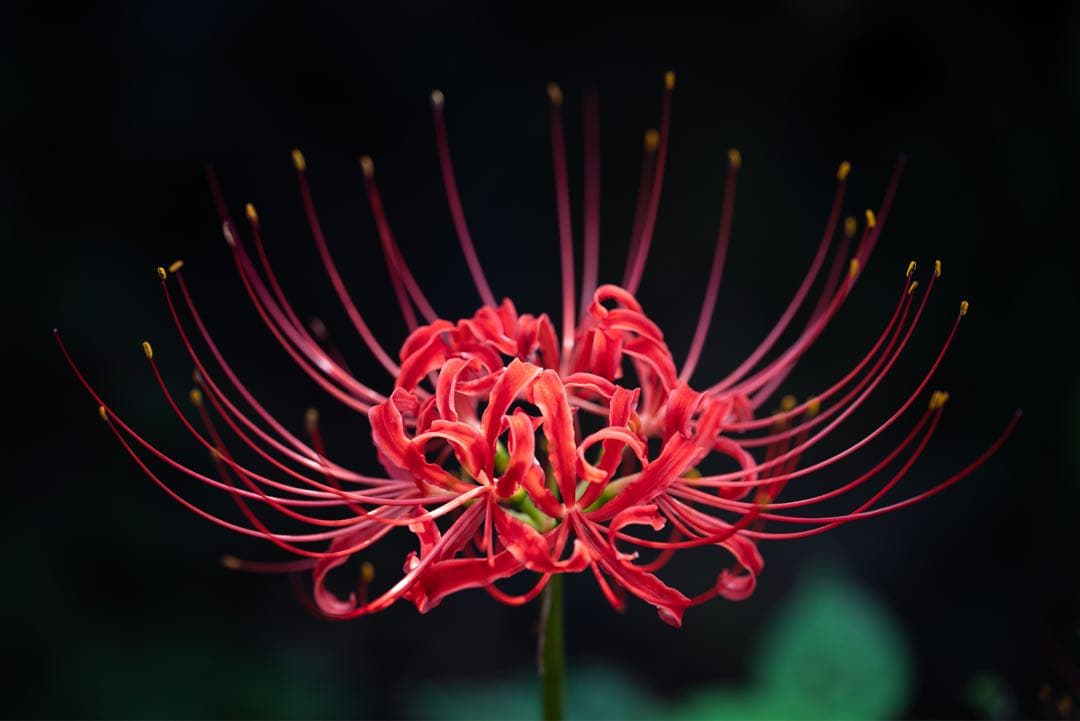 【美品】 NIKKOR Z MC 105mm F2.8 VR S