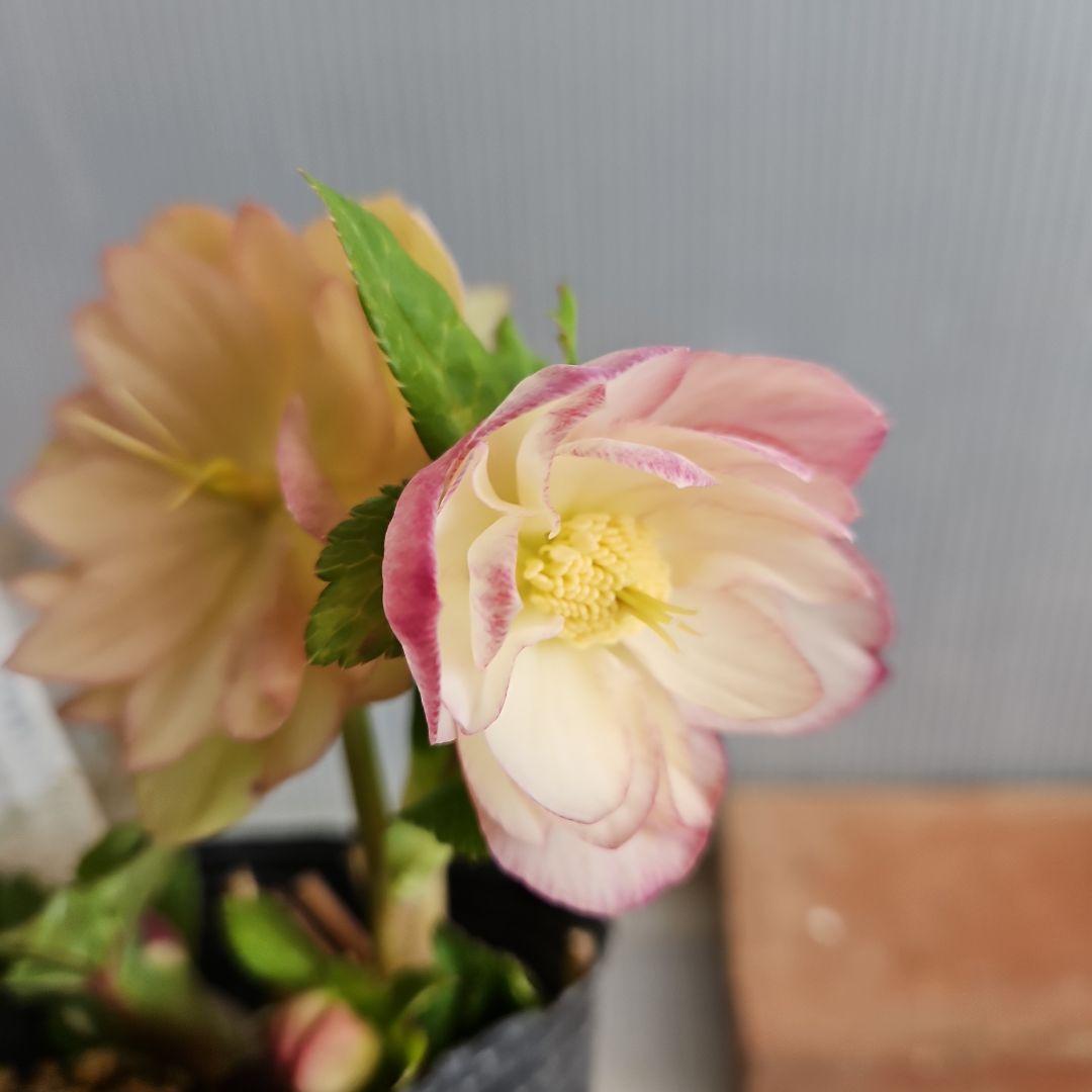 おぎっちょ様ご購入苗㉖-37㉖-109クリスマスローズ