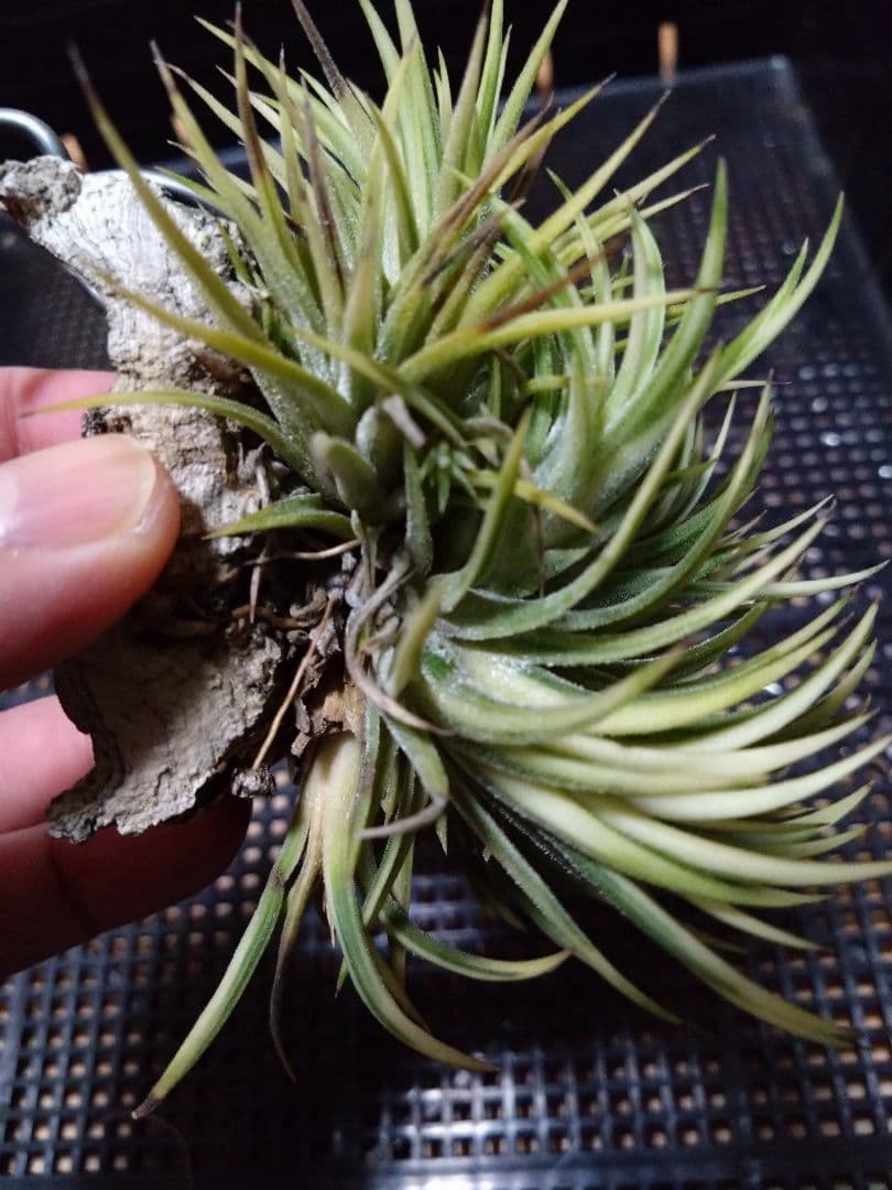 メルカリ便　イオナンタ　アルボマジナータ　クランプコルク着生