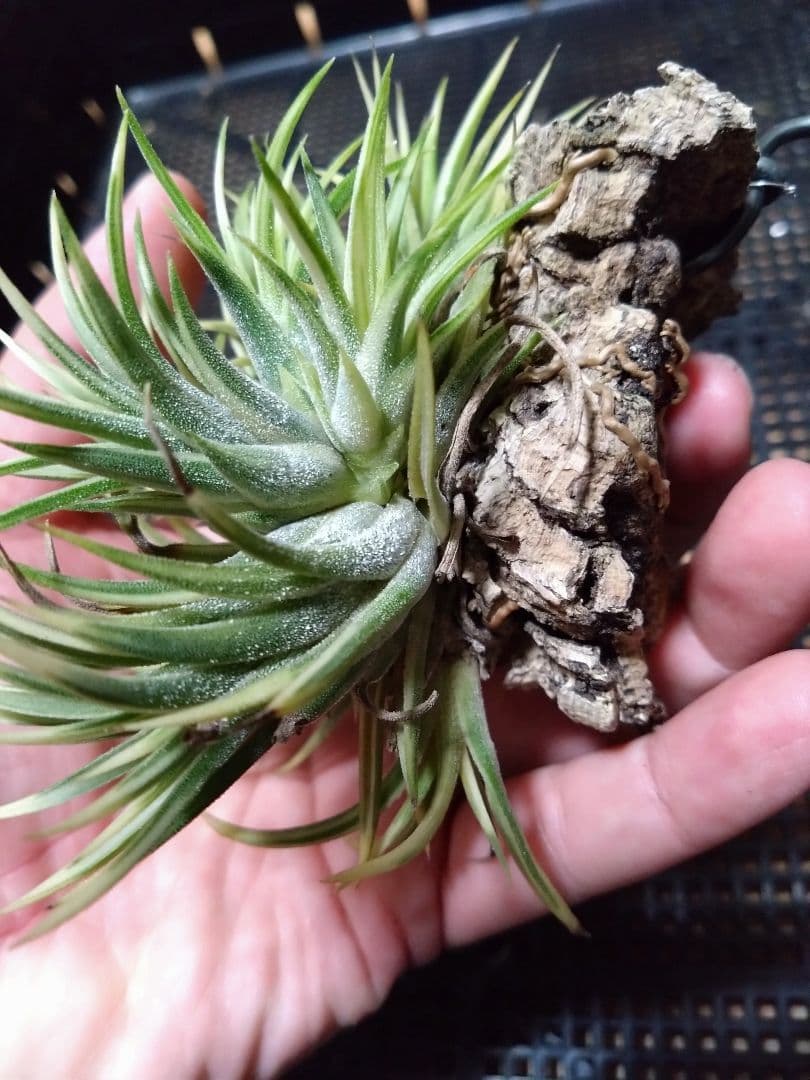 メルカリ便　イオナンタ　アルボマジナータ　クランプコルク着生