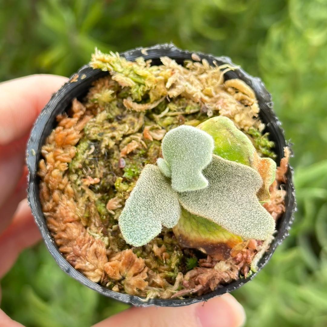 メルカリ便！P.willinckii ’Asurada’ Sporeling03