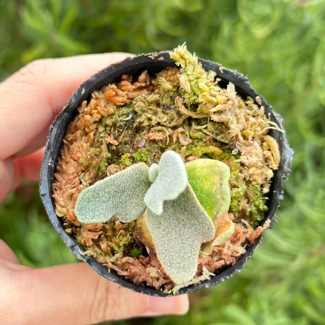 メルカリ便！P.willinckii ’Asurada’ Sporeling03