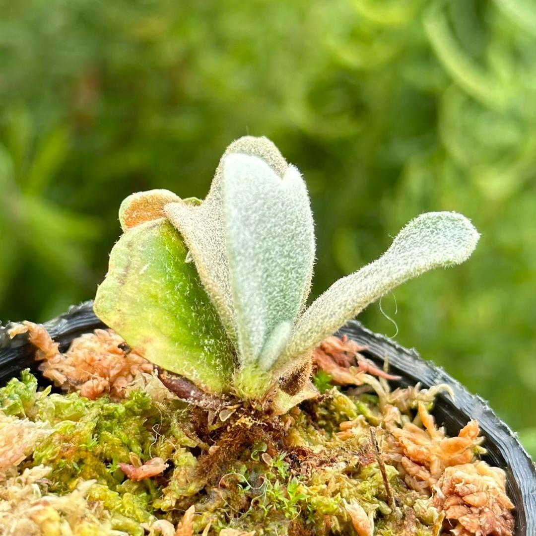 メルカリ便！P.willinckii ’Asurada’ Sporeling03