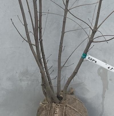 《現品》アオダモ　株立ち　樹高1.2ｍ（根鉢含まず）65【庭木/苗木/バット】