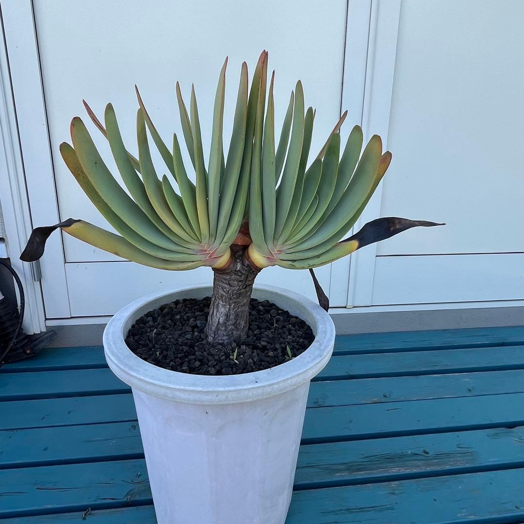 アロエ　プリカティリス　3頭　幹太　ドライガーデン アガベ　多肉　観葉植物