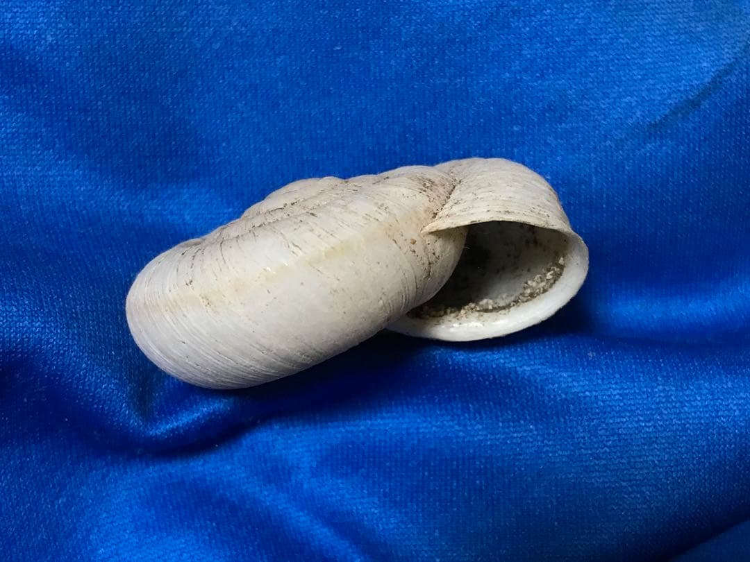 貝標本　カタツムリの化石　扁平型の肩が張った特美品個体