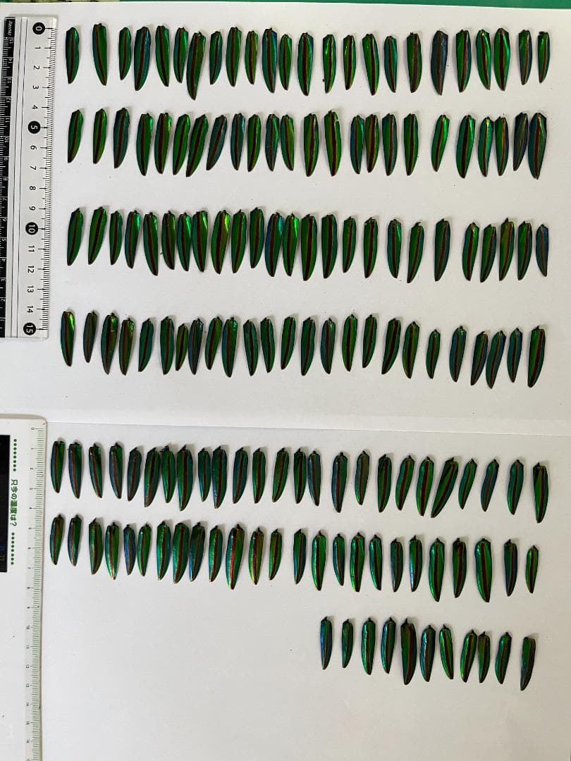ヤマトタマムシ　上翅159枚