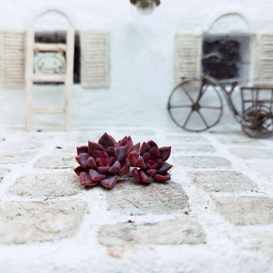 レッドシオン(小苗)◎多肉植物 カット苗 韓国苗 エケベリア等