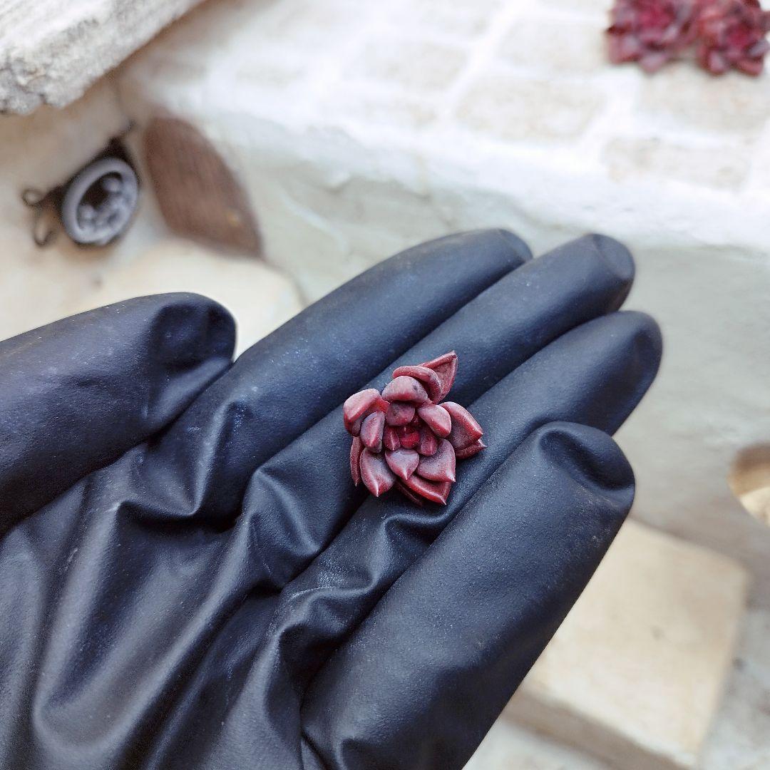 レッドシオン(小苗)◎多肉植物 カット苗 韓国苗 エケベリア等