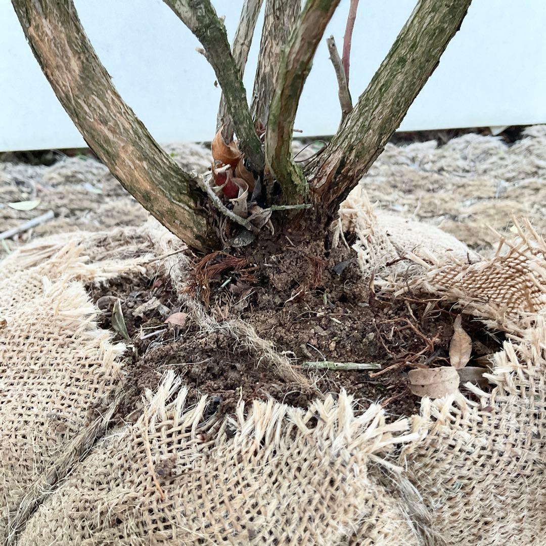 斑入りアセビ　/ 51