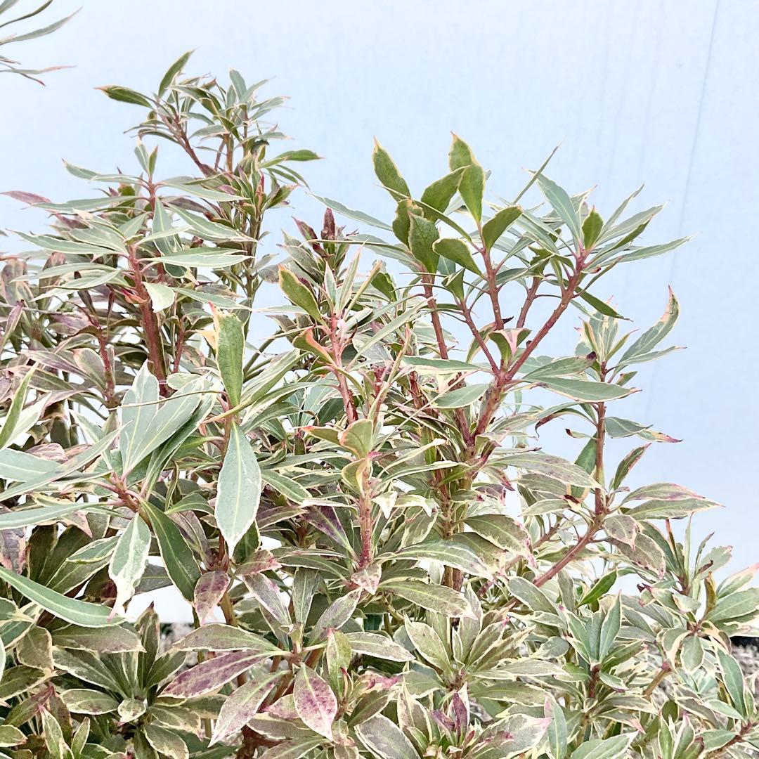 斑入りアセビ　/ 51