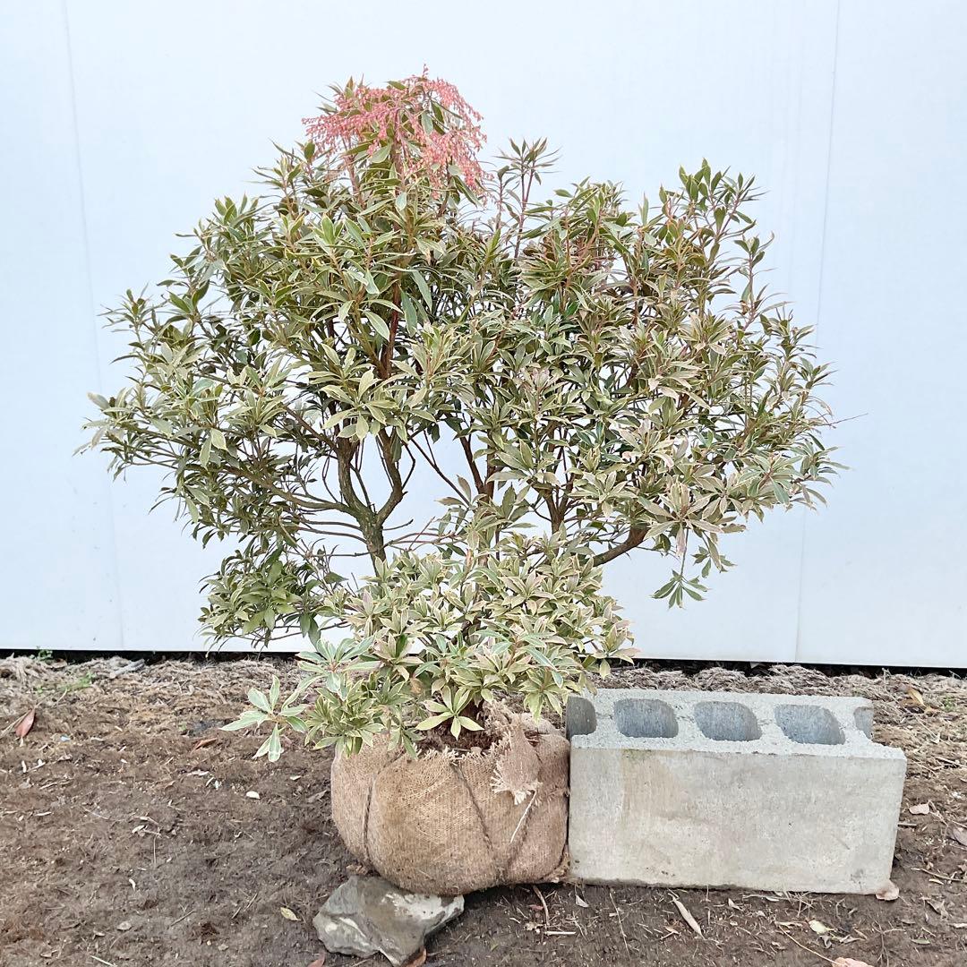 斑入りアセビ　/ 51