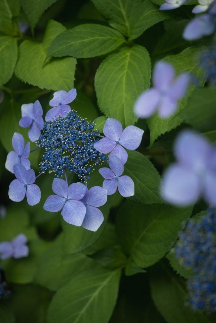 最古の交換レンズ Elmar 50mm F3.5 オールドレンズ
