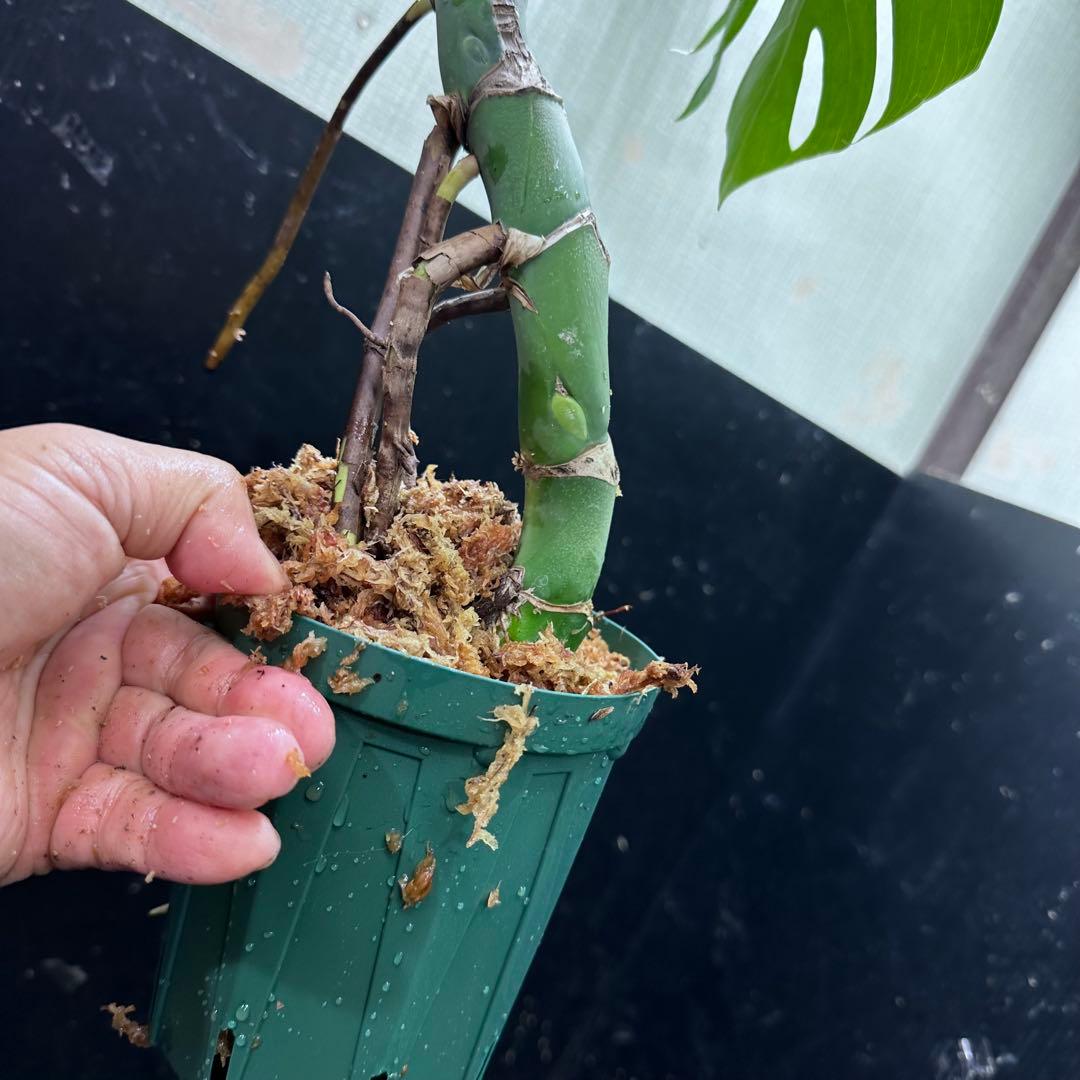 ミ*テ様 モンステラデリシオーサマクロコズム超希少系統鉢植え