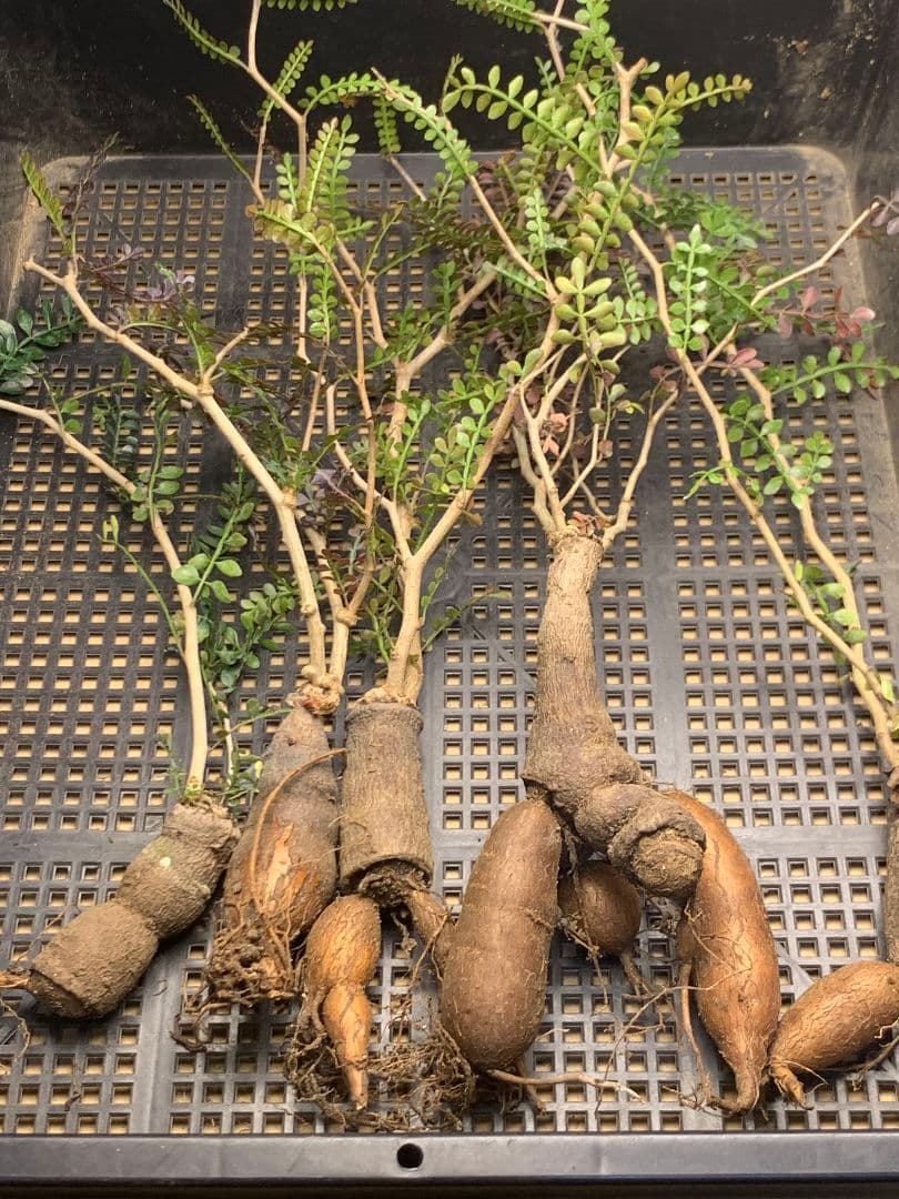 こ*い様 C68 多肉植物 オペルクリカリア・パキプス 5株