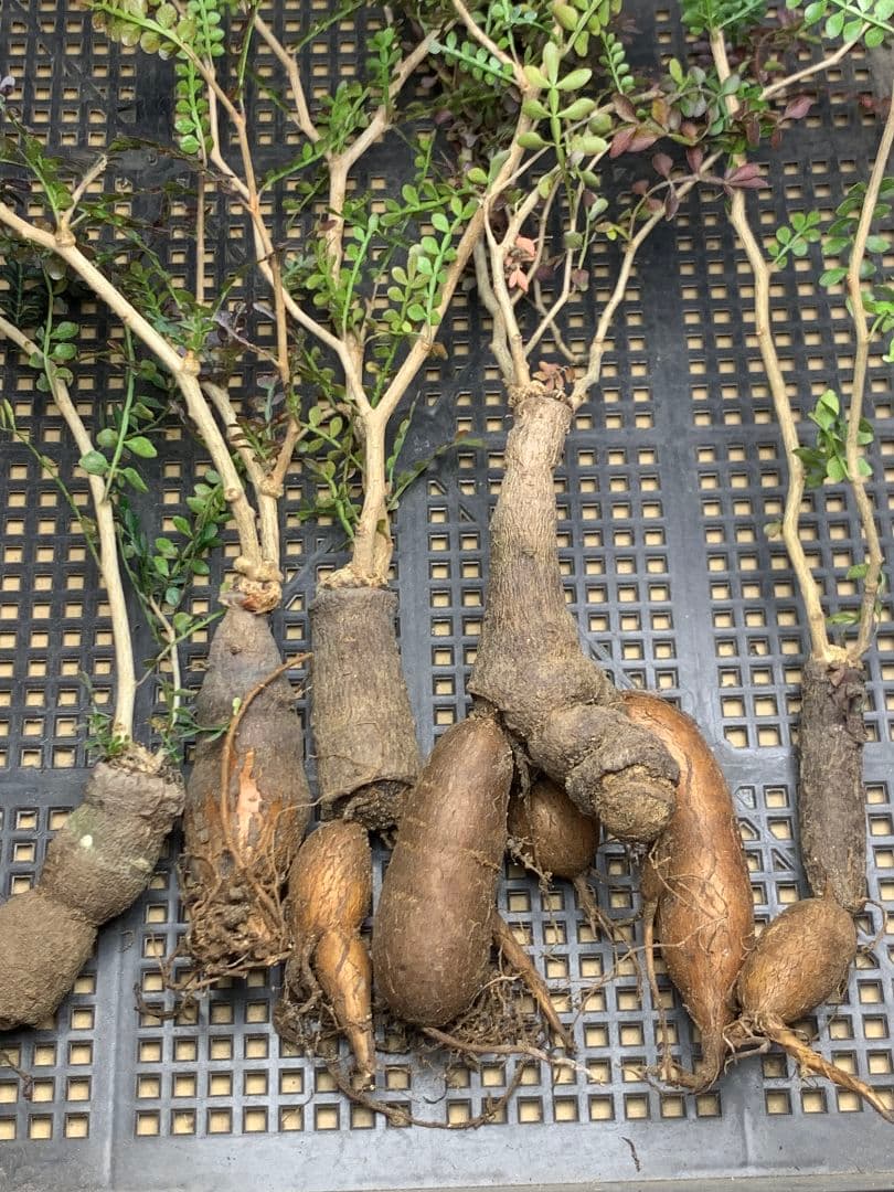 こ*い様 C68 多肉植物 オペルクリカリア・パキプス 5株