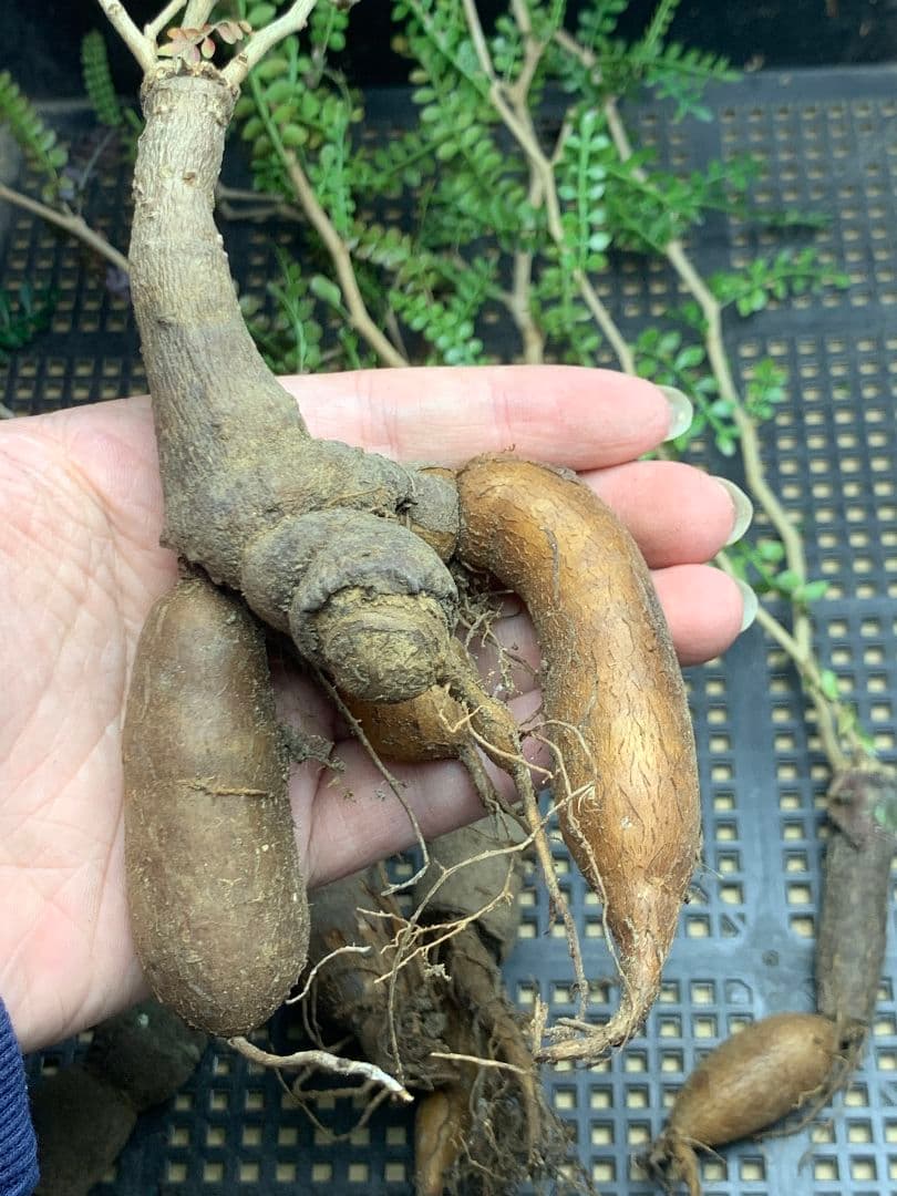 こ*い様 C68 多肉植物 オペルクリカリア・パキプス 5株