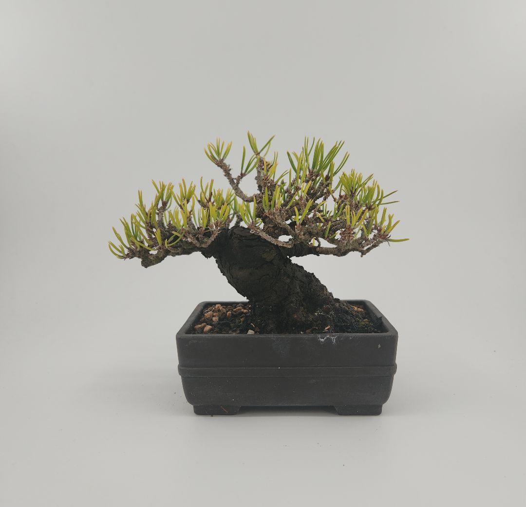 小品 黒松盆栽 五葉松盆栽 真柏盆栽 懸崖 真柏 黒松 赤松 五葉松