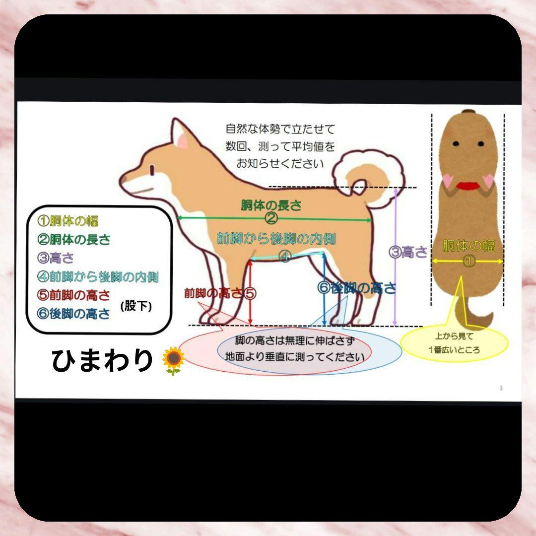 シーズー4輪　リハビリ　食事補助　犬用車椅子　歩行補助　犬の歩行器