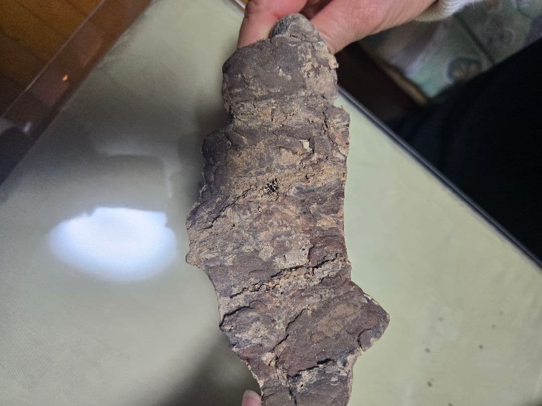 さるのこしかけ 松寄生