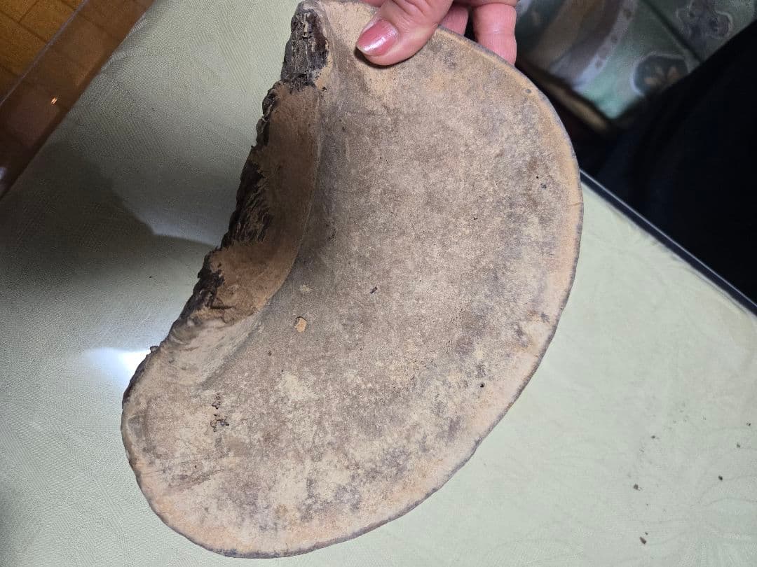 さるのこしかけ 松寄生