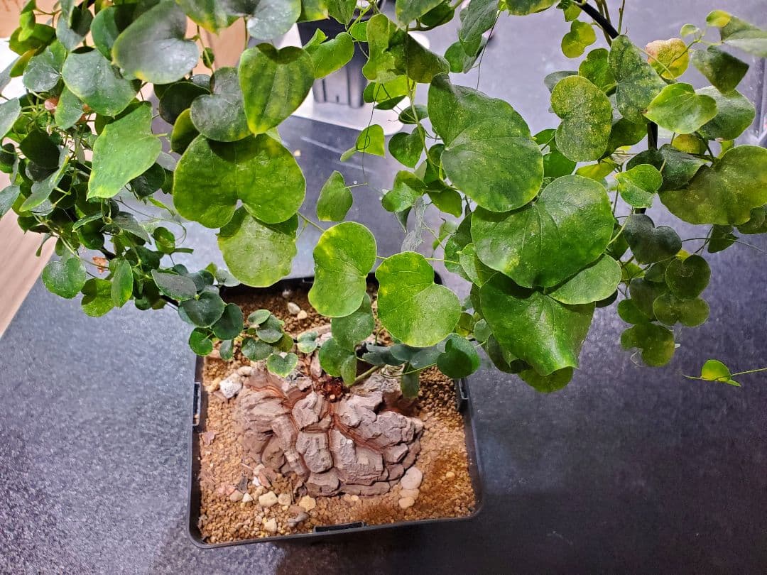 アフリカ亀甲竜 直径10.5cm 鉢ごと