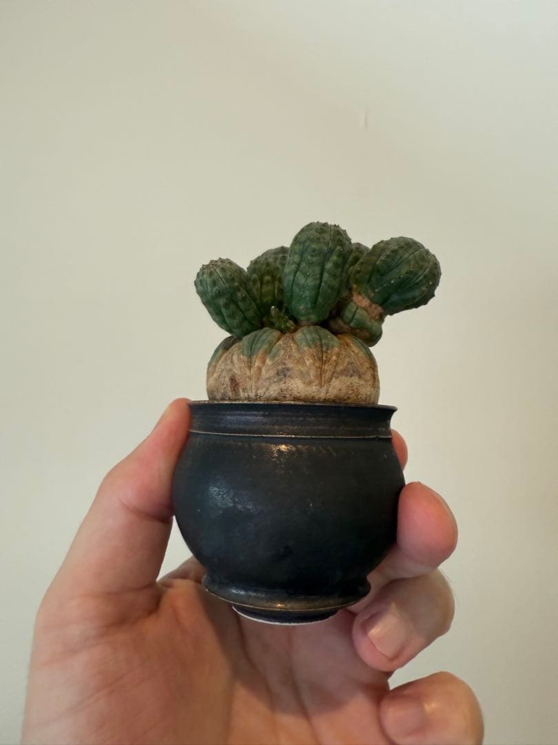 レア奇形　オベサ　モンスト　木質化　たけろうポット