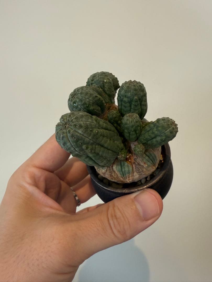 レア奇形　オベサ　モンスト　木質化　たけろうポット