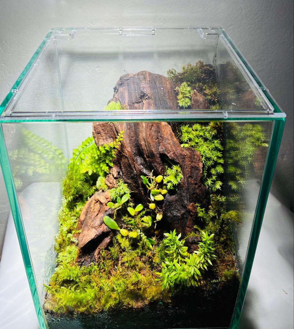 苔　着生ラン　マメツダラン　テラリウム　苔リウム　パルダリウム　盆栽　アート