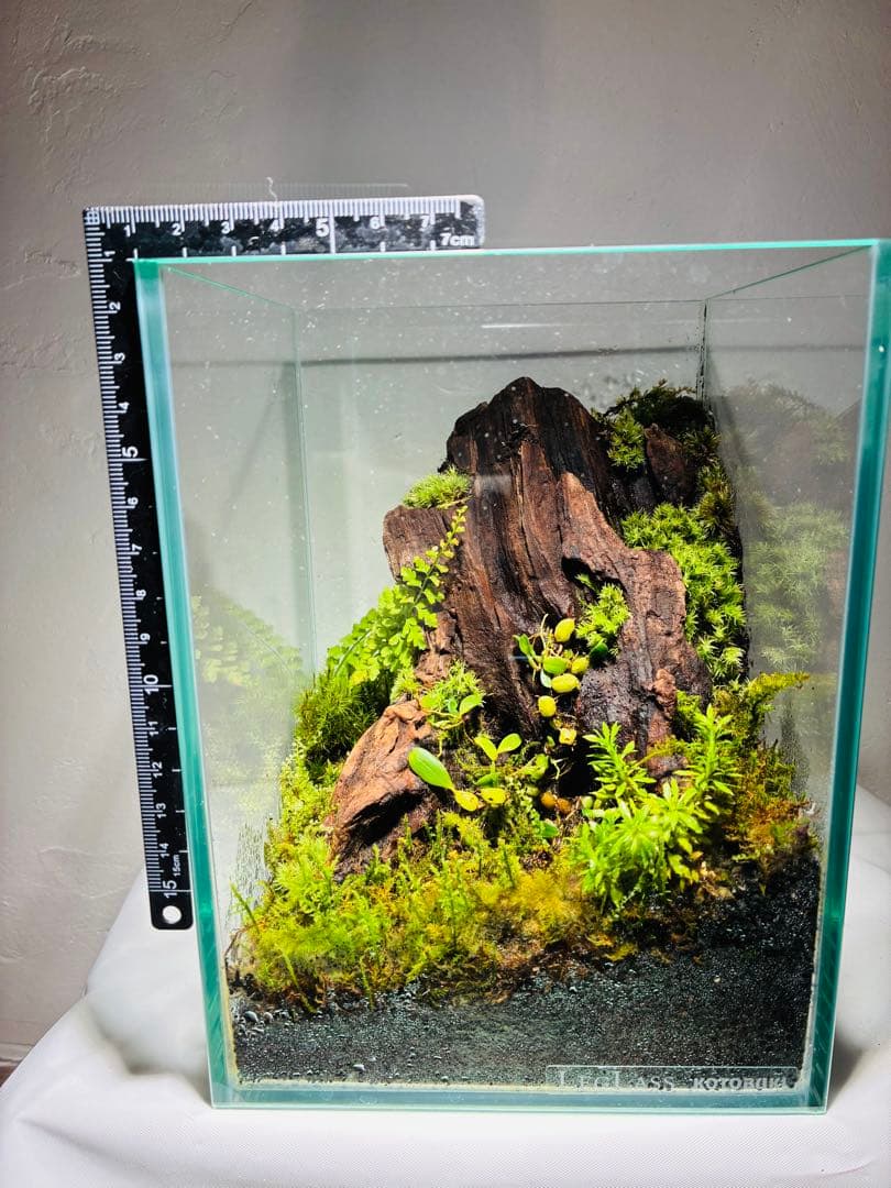 苔　着生ラン　マメツダラン　テラリウム　苔リウム　パルダリウム　盆栽　アート