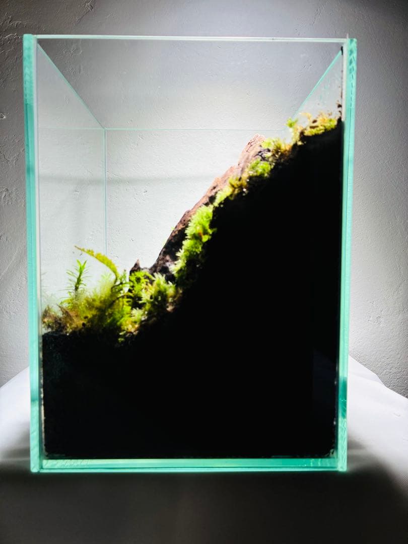 苔　着生ラン　マメツダラン　テラリウム　苔リウム　パルダリウム　盆栽　アート