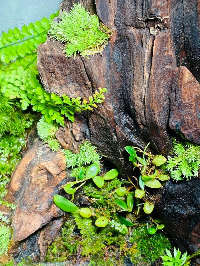 苔　着生ラン　マメツダラン　テラリウム　苔リウム　パルダリウム　盆栽　アート