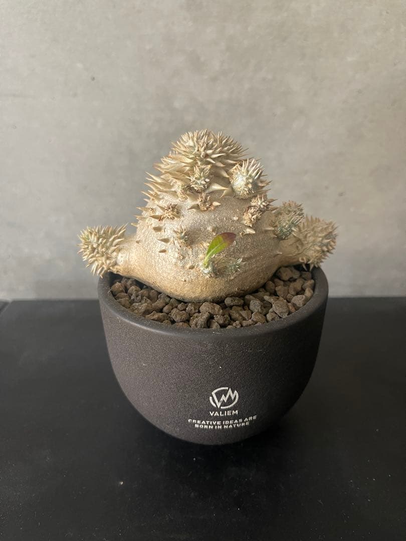 パキポディウムブレビカウレ　実生　VALIEM