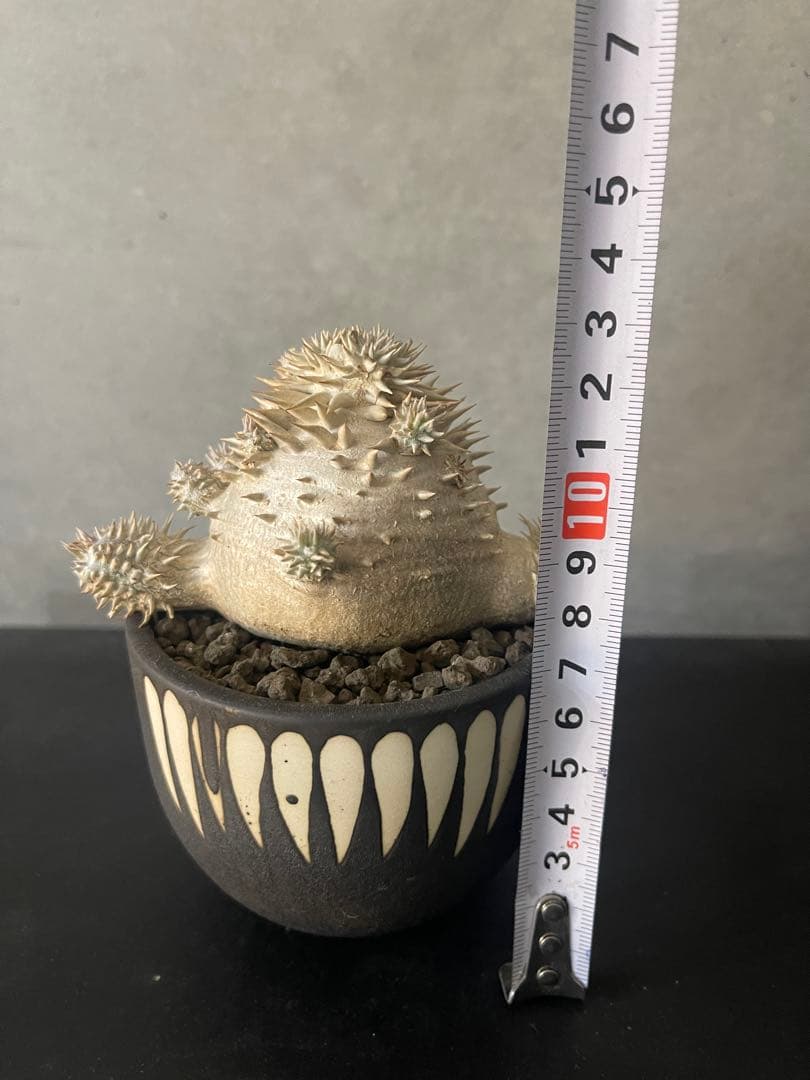 パキポディウムブレビカウレ　実生　VALIEM