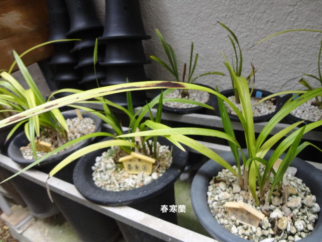 寒蘭 まとめて譲渡