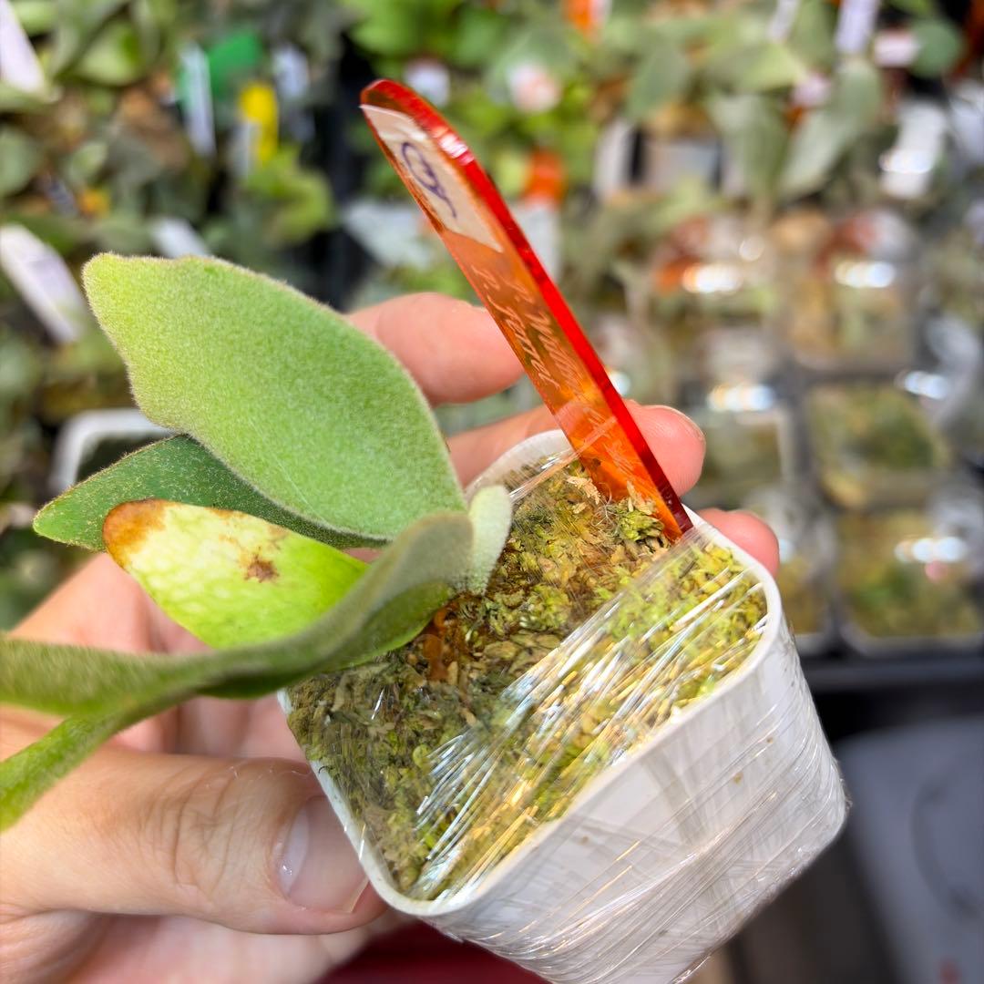 willinckii Bacteria×Ferret③