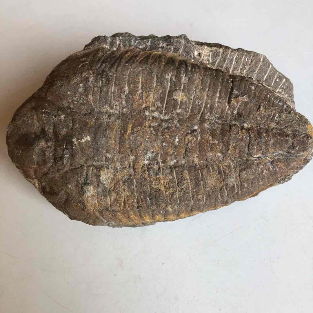 モロッコ産　三葉虫化石　現在輸出禁止です。