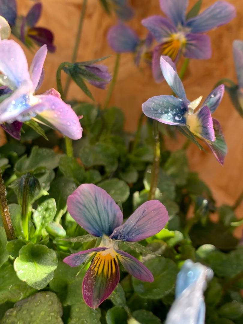 R*U様 すみれ図鑑　1苗　no I