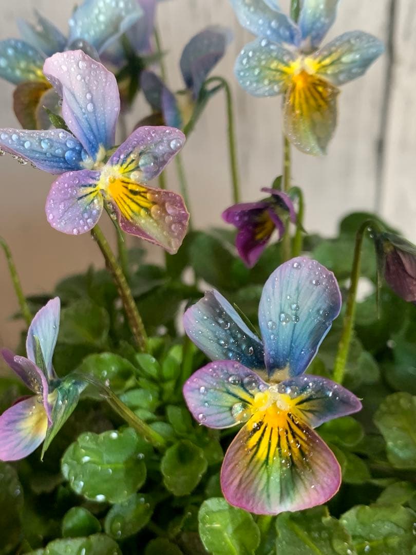 R*U様 すみれ図鑑　1苗　no I