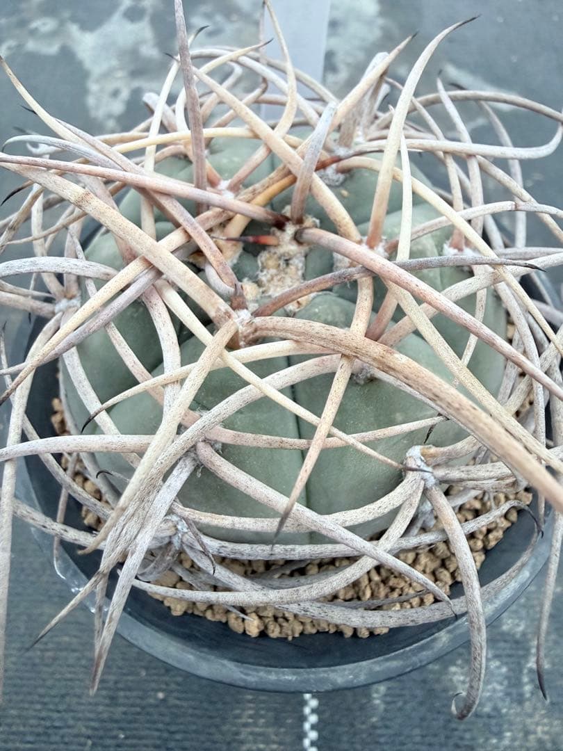 ギムノカリキウム　光琳玉　サボテン　魔天竜　天平丸　フェロシオール