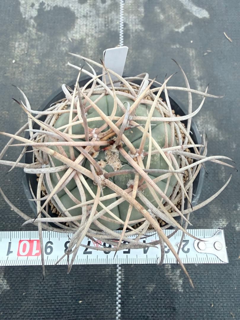 ギムノカリキウム　光琳玉　サボテン　魔天竜　天平丸　フェロシオール