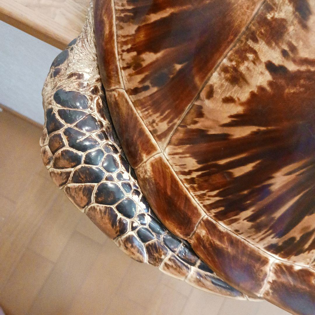 カメの剥製　オブジェ　壁掛け