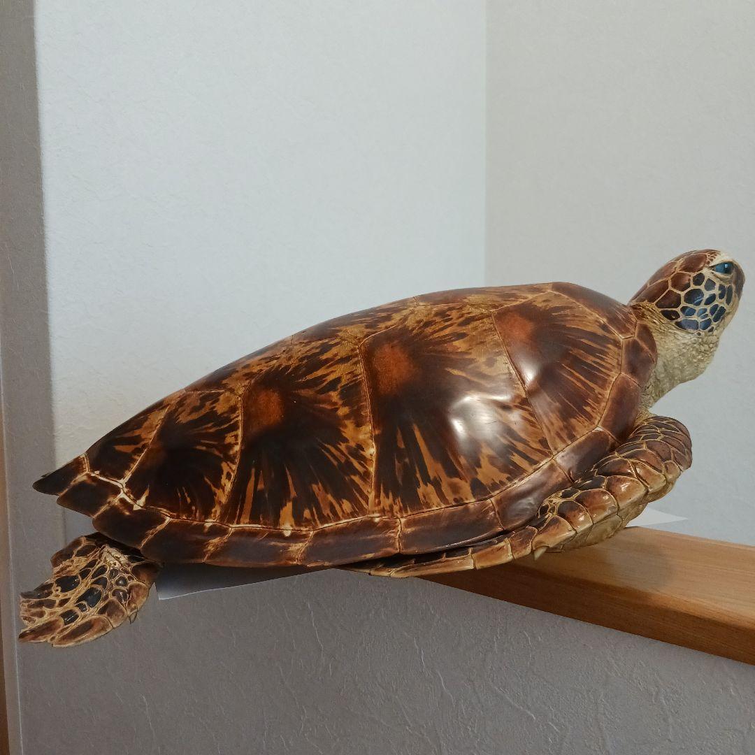 カメの剥製　オブジェ　壁掛け