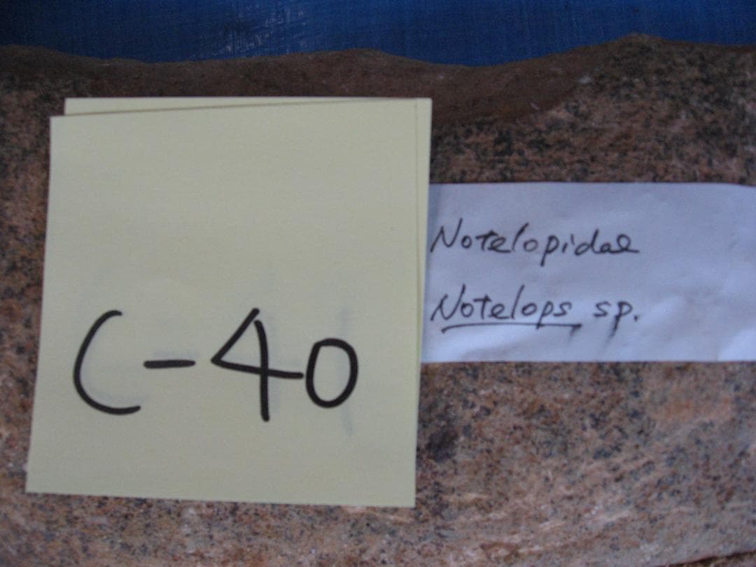 化石　C-40　C-30　C-17