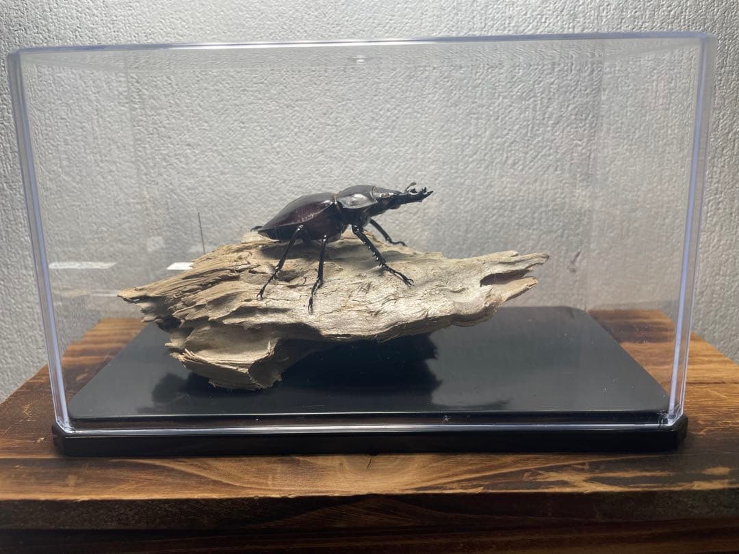 k*o様 ヤエヤママルバネクワガタ 標本